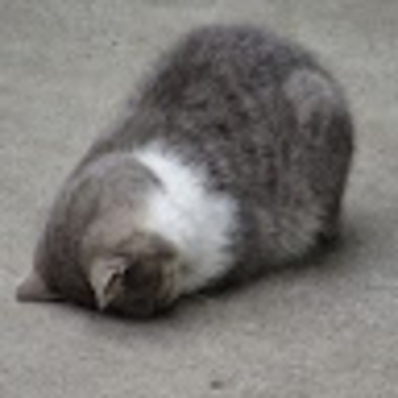 meowhihello1
